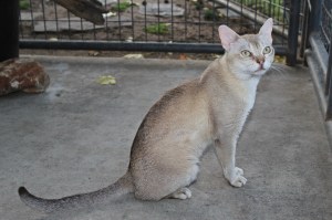 RW SGC Katzalano Curious George of Calcatta