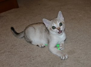 Singboytoysmile040514