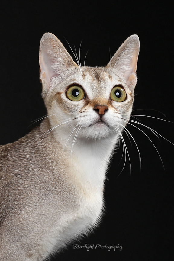 Calcatta Singapuras | A Different Kind of Cat